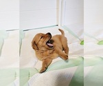 Small #2 Golden Retriever