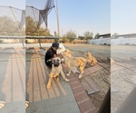 Small #15 Kangal Dog