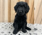 Puppy Stormfly Goldendoodle