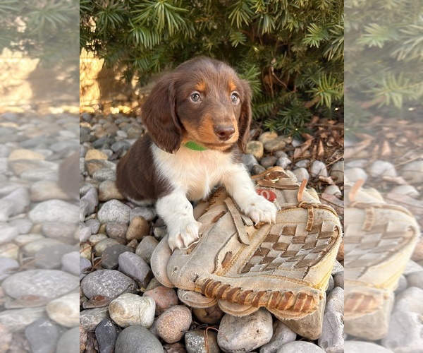 Medium Photo #1 Dachshund Puppy For Sale in MIDDLEBURY, IN, USA