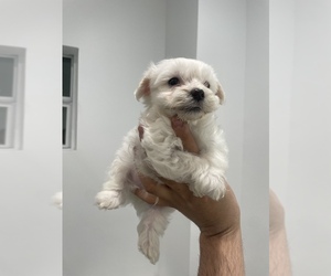 Maltipoo Dog for Adoption in AUSTIN, Texas USA