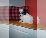 Small Photo #4 Poodle (Miniature)-ShihPoo Mix Puppy For Sale in INDIANAPOLIS, IN, USA