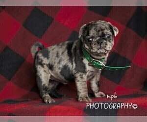 Jug-Pug Mix Puppy for sale in LIBERTY, KY, USA
