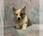 Small #6 Pembroke Welsh Corgi