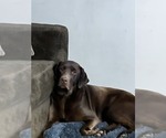 Small Photo #1 Labrador Retriever Puppy For Sale in SAINT JOSEPH, MO, USA