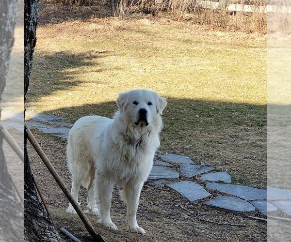 Medium Photo #1 Great Pyrenees Puppy For Sale in LEWISBURG, WV, USA