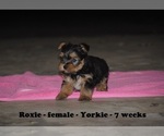 Small Photo #1 Yorkshire Terrier Puppy For Sale in CLARKRANGE, TN, USA