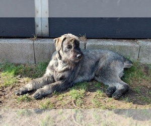 Medium Schnauzer (Giant)