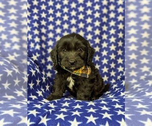 Goldendoodle (Miniature) Puppy for sale in QUARRYVILLE, PA, USA