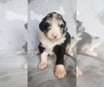 Puppy 5 Aussiedoodle-Poodle (Standard) Mix