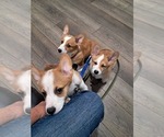 Small #2 Pembroke Welsh Corgi