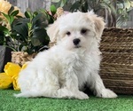 Small #4 La-Chon