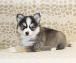 Small #1 Pomsky