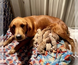 Mother of the English Cream Golden Retriever puppies born on 10/27/2022
