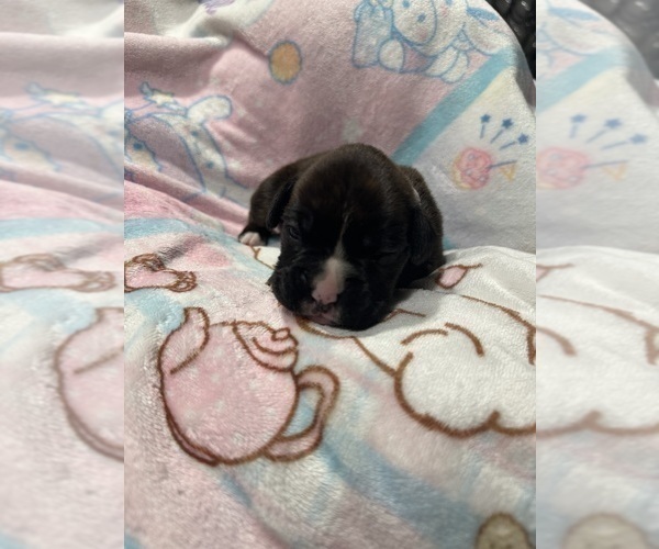 Medium Photo #6 Boxer Puppy For Sale in RALEIGH, NC, USA