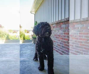 Portuguese Water Dog Puppy for sale in BELLEVUE, WA, USA