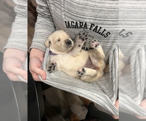 English Cream Golden Retriever Puppy for sale in BUSHNELL, FL, USA