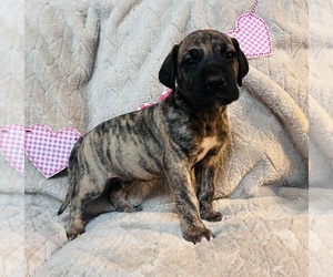 Great Dane Puppy for Sale in GILLETT, Pennsylvania USA