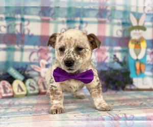 Australian Cattle Dog Puppy for sale in LANCASTER, PA, USA