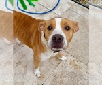 Small #1 Mutt