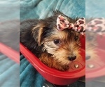 Small Photo #8 Yorkshire Terrier Puppy For Sale in HUDDLESTON, VA, USA