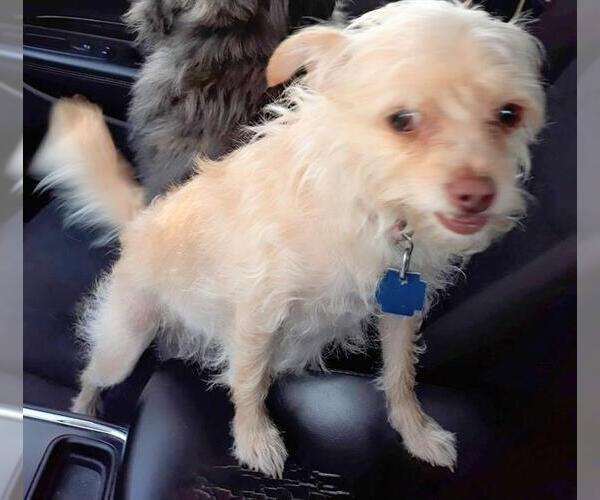 Medium Photo #2 Mutt Puppy For Sale in San Antonio, TX, USA