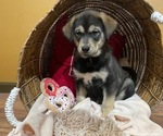 Small Photo #3 Goberian Puppy For Sale in WARSAW, IN, USA