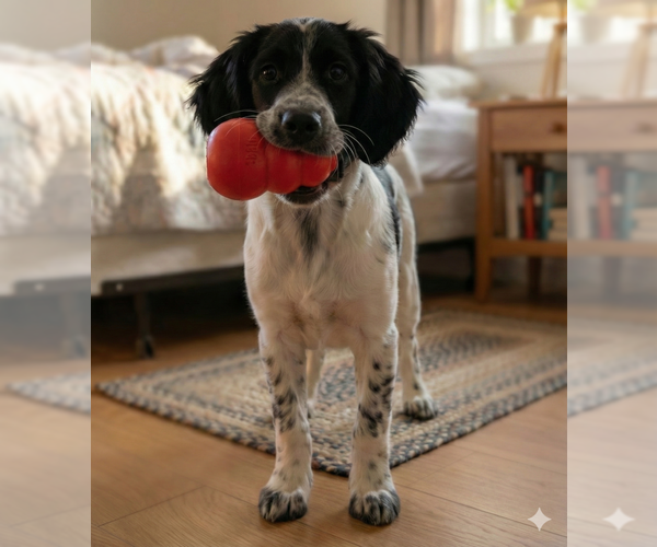 Medium Photo #2 Beagle-Poodle (Standard) Mix Puppy For Sale in Grovertown, IN, USA