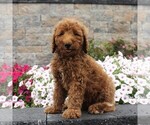 Small Photo #4 Goldendoodle-Poodle (Standard) Mix Puppy For Sale in HONEY BROOK, PA, USA