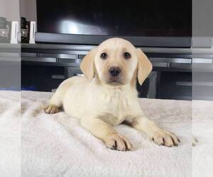 Medium Labrador Retriever