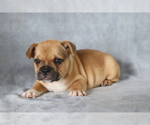 French Bulldog Puppy for sale in SHILOH, OH, USA