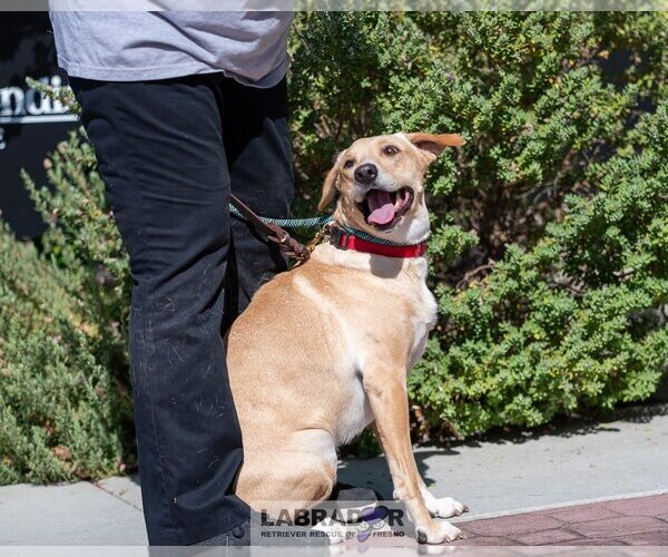 Medium Photo #3 Labrador Retriever-Unknown Mix Puppy For Sale in Clovis, CA, USA