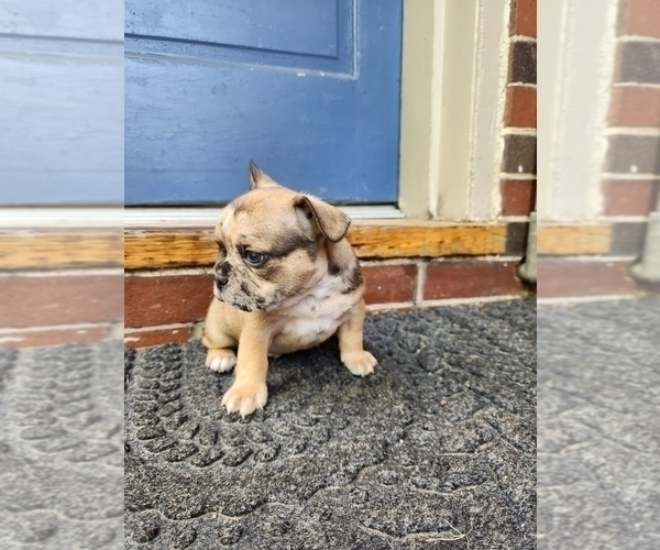 Medium Photo #2 French Bulldog Puppy For Sale in EPHRATA, PA, USA