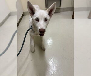 Siberian Husky-Unknown Mix Dogs for adoption in Fremont, CA, USA