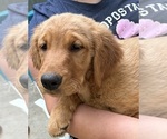Puppy Puppy 8 Grey Golden Retriever