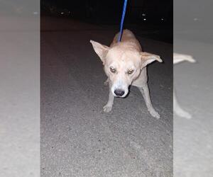 Gerberian Shepsky Dogs for adoption in Houston, TX, USA