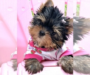 Yorkshire Terrier Dog for Adoption in CORAL SPRINGS, Florida USA