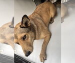 Small Carolina Dog Mix
