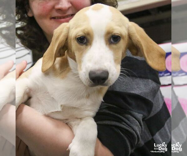 Medium Photo #2 Basset Hound-Unknown Mix Puppy For Sale in Washington, DC, USA