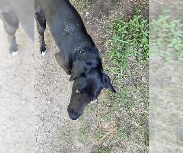 Medium Photo #1 Labrador Retriever Puppy For Sale in San Antonio, TX, USA