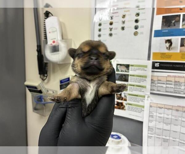 Medium Photo #1 German Shepherd Dog-Unknown Mix Puppy For Sale in Pasadena, CA, USA