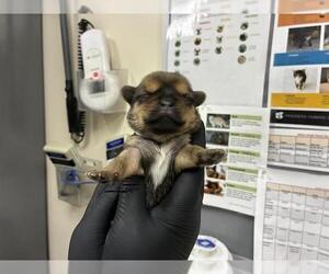 German Shepherd Dog-Unknown Mix Dogs for adoption in Pasadena, CA, USA