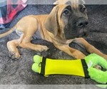 Small Photo #2 Mastiff Puppy For Sale in DENVER, CO, USA