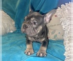 Small #45 French Bulldog