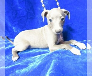 Italian Greyhound Puppy for Sale in NORWOOD, Missouri USA