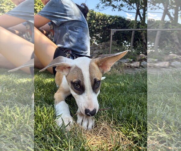 Medium Photo #5 American Pit Bull Terrier-Unknown Mix Puppy For Sale in Sandy, UT, USA