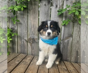 Australian Shepherd Puppy for sale in INDIANAPOLIS, IN, USA