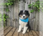 Image preview for Ad Listing. Nickname: Nash