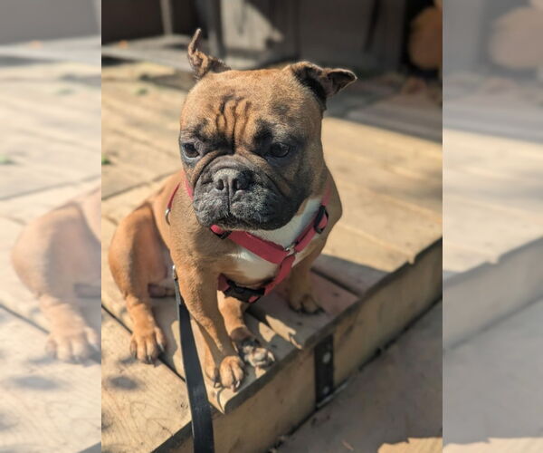 Medium Photo #5 French Bulldog Puppy For Sale in Brights Grove, Ontario, Canada