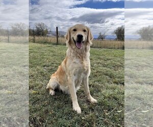 Mother of the Golden Retriever puppies born on 05/25/2023